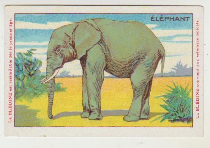 Chromo Blédine Animaux sauvage  l'Elephant