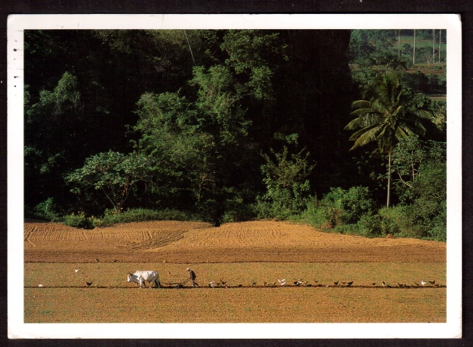 Cuba  grande Cpm Pinar del Rio ( Prov )  