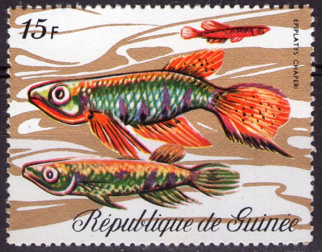 Guinée - Y&T 430 - Poissons : Epiplatys chaperi