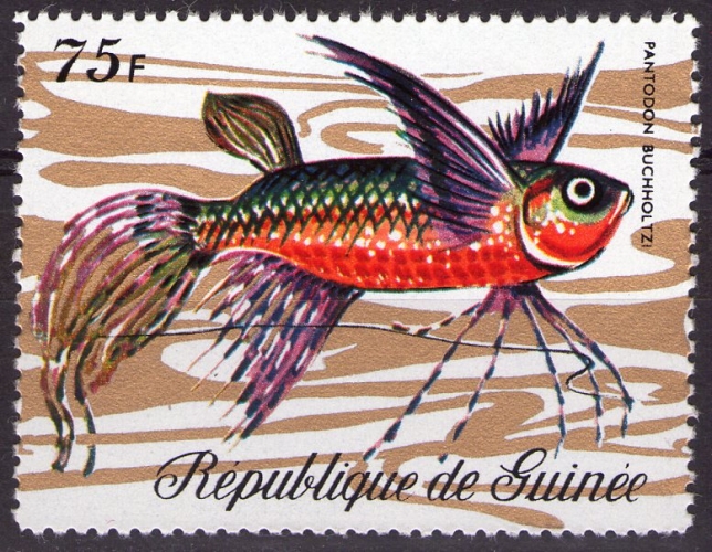 Guinée - Y&T 437 - Poissons : Pantodon buchholtzi