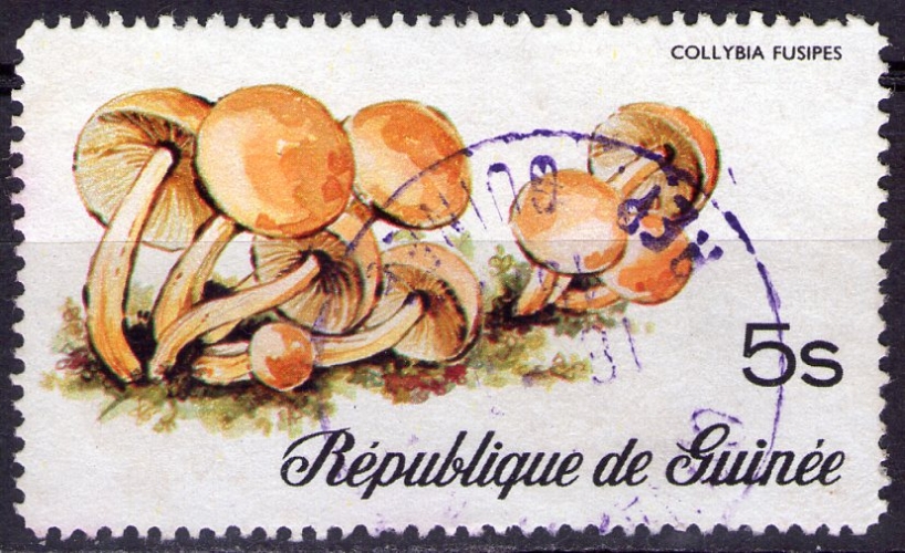 Guinée - Y&T 576 - Champignon : Collybia fusipes