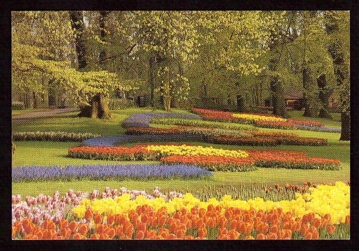 Pays-Bas Cpm Keukenhof Lisse-Holland - fleurs - tulipes