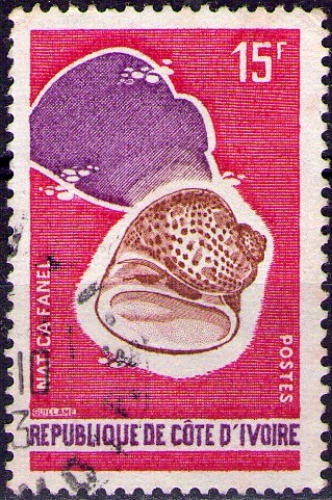 Côte d'Ivoire - Y&T 337 - Coquillages - Natica fanel