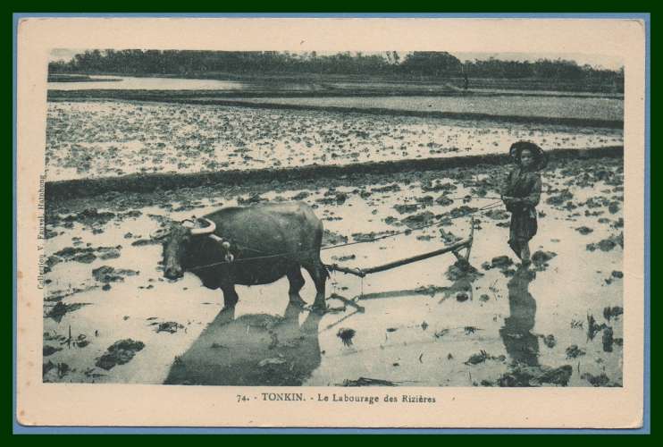  CPA TONKIN LABOURAGE DES RIZIERES BUFLE non écrite TB 