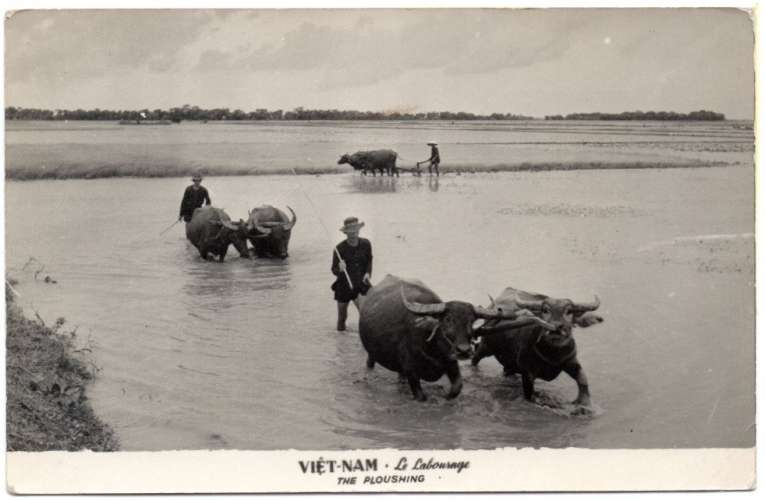 CP 1 - Carte postale postée en 1964 - Le labourage - Vietnam