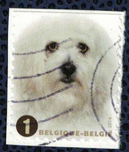 Belgique 2014 Oblitéré Used Races de Chiens Bichon Maltais