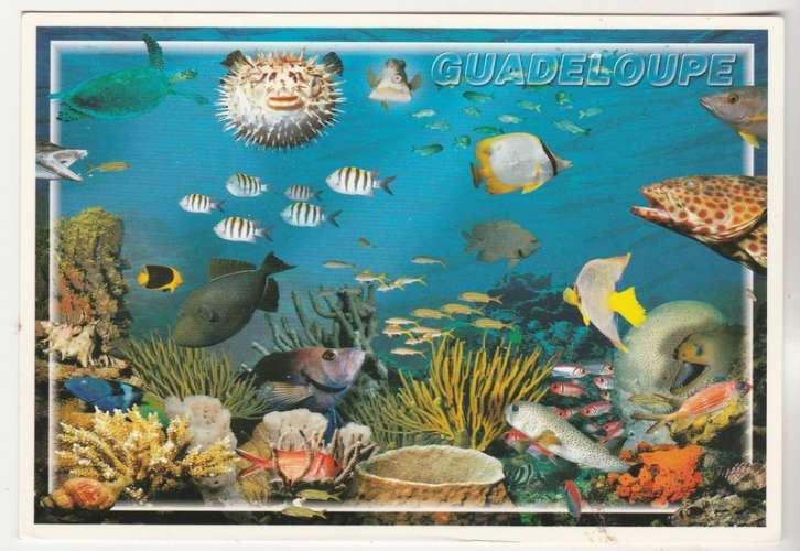 Cpm Guadeloupe  Poissons tropicaux 