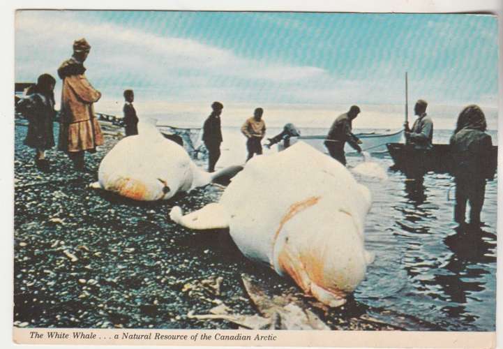 Cpm  Canada The Artic white Whale ( chasse  au belunga )