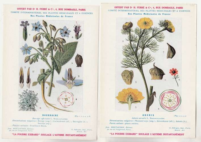 lot de deux images  Plantes médicinales :Bourrache et Adonis  