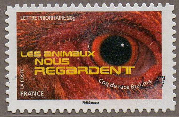 Les animaux nous regardent - Coq de race Bahma