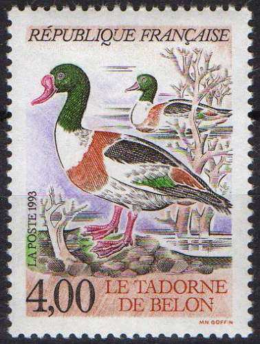 Espèce protégée de Canard - Tadorne de Belon