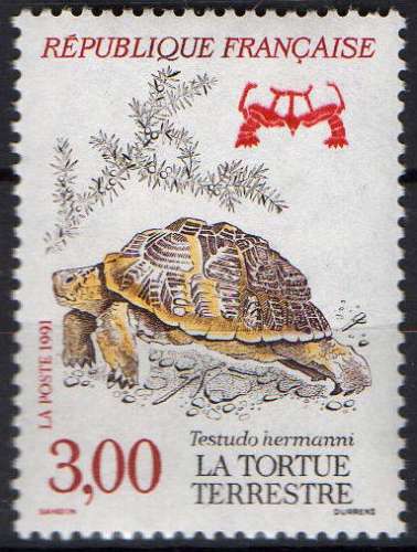 Espéces protégées - Tortue terrestre