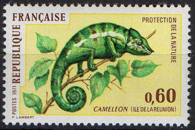 Caméléon ( Ile de la Réunion)