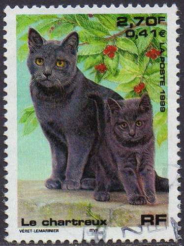 Animaux domestiques- Chats - Le Chartreux