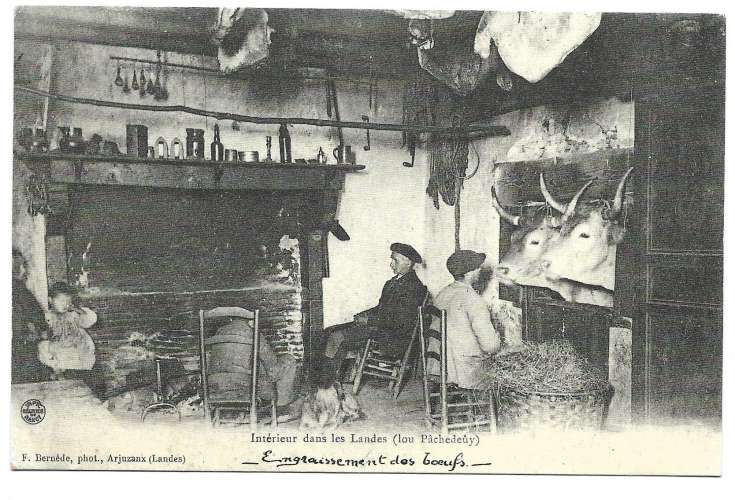 Intérieur dans les Landes - Engraissement des bœufs (reproduction)