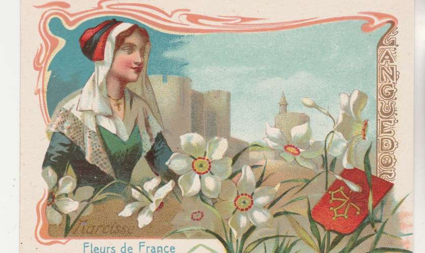  Chromo Fleurs de France : Narcisse Angoumois  ( sans pub ) 