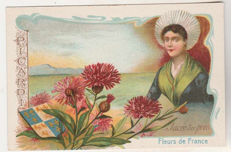  Chromo Fleurs de France : Jacée des prés Picardie ( sans pub ) 