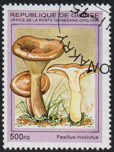 Flore - Champignons - Paxillus involutus