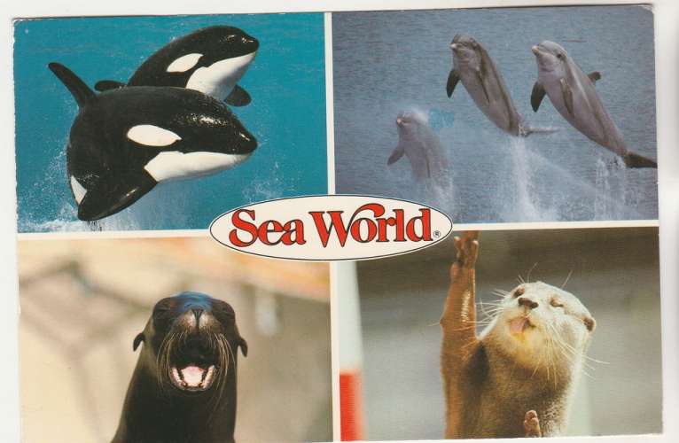 Cpm USA Sea World  animaux marins 