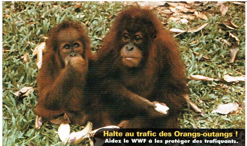 CPM - WWF - ORANG-OUTANG.