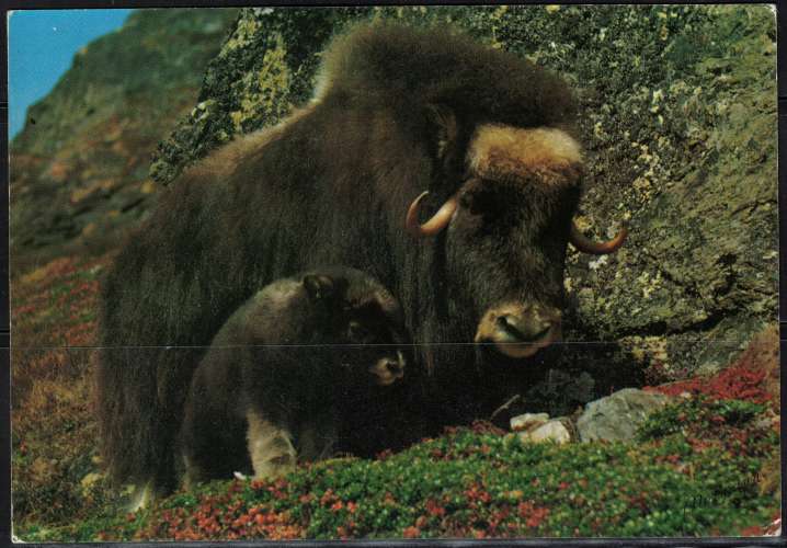 Norvège Carte Postale Postcard Animaux Boeuf Musqué