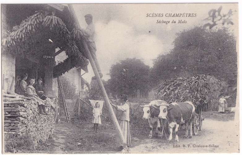 CPA Saone et Loire - Séchage du maïs - circulée en 1916