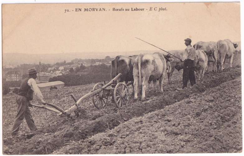 CPA Morvan - Bœufs au labour - circulée en 1915