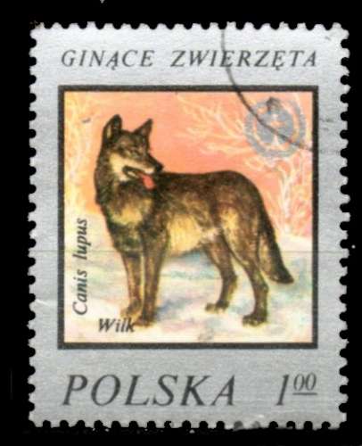 Pologne Yvert N°2334 Oblitéré 1977 Loup