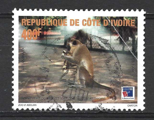 COTE D'IVOIRE - ANIMAUX : SINGE VERT