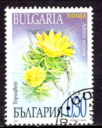 BULGARIE  2000 FLEURS L'ADONIS OBLITERE