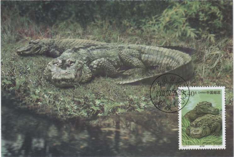 Chine Carte Maximum CROCODILE 2000 