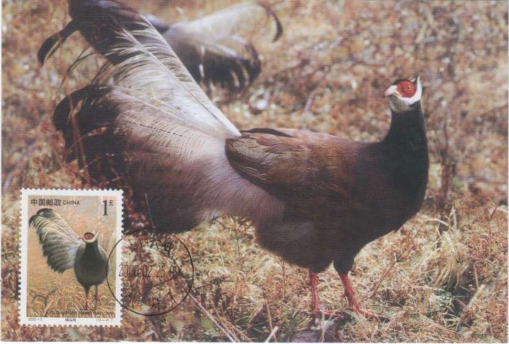 Chine Carte Maximum FAISAN 2000 oiseau