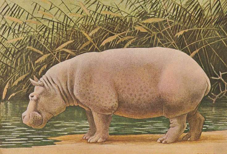 Hippopotame 