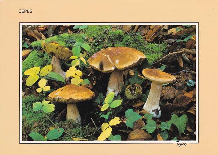 Champignon CEPES