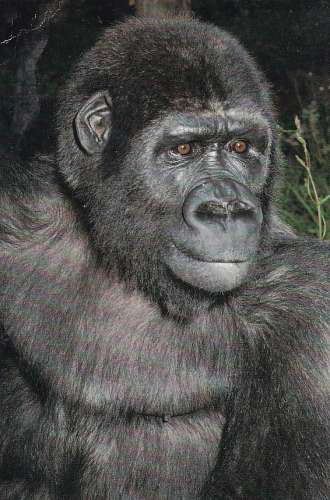 Le gorille Boubou - Parc Zoologique de Plaisance du Touch                