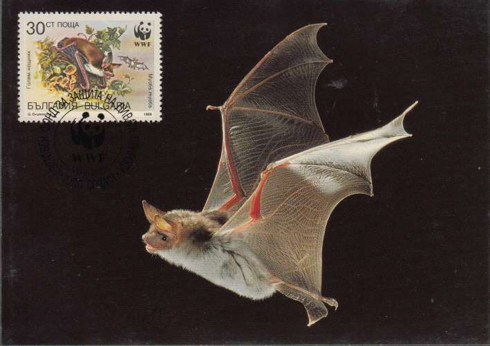 Bulgarie 1989  Y&T  3231/34  sur 4 CM WWF  chauve-souris