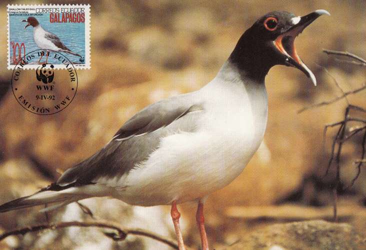 Equateur-Galapagos 1992  Y&T  1241  mouette   sur  CM