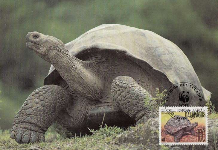 Equateur-Galapagos 1992  Y&T  1242  tortue   sur  CM