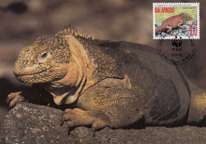 Equateur-Galapagos 1992  Y&T  1244  iguane   sur  CM