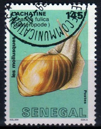 Faune - Mollusques - Achatina fulica