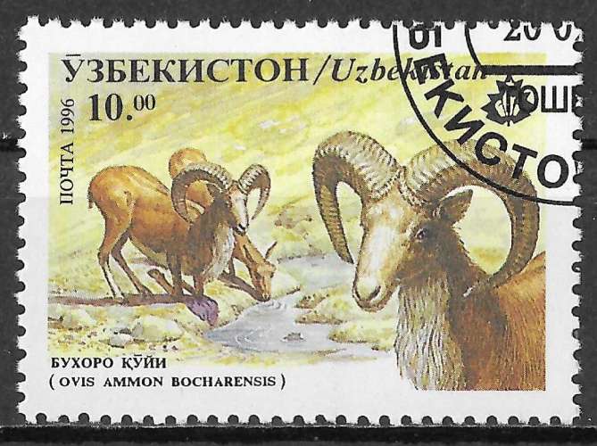 OUZBEKISTAN  1996 - Y&T N°62 -  Bukhara Urial   - oblitéré