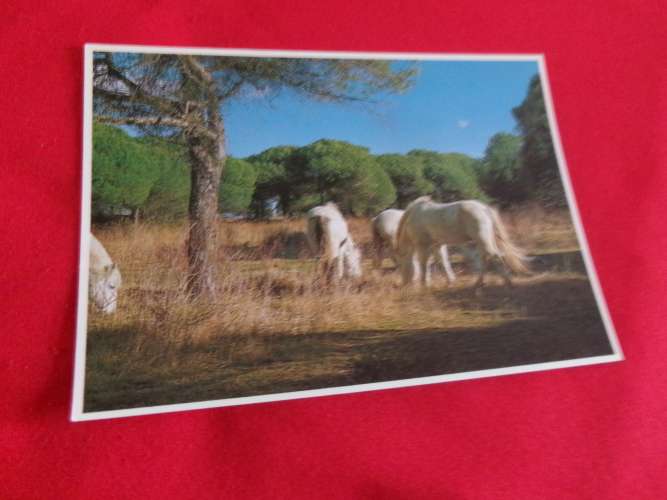 BELLE CARTE...... CHEVAUX EN CAMARGUE..