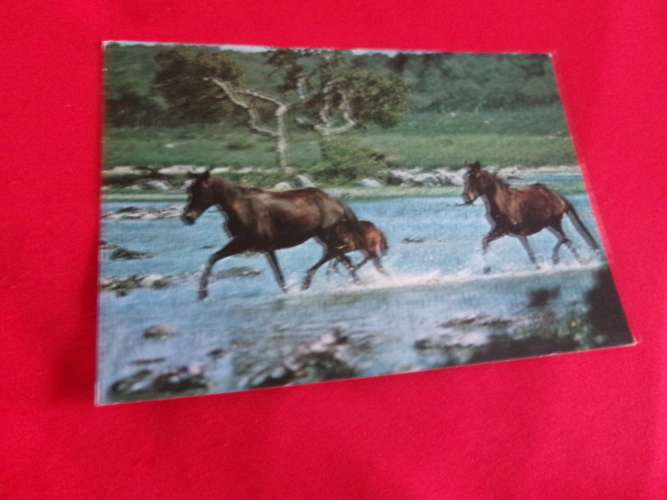 BELLE CARTE ....BEAUX CHEVAUX