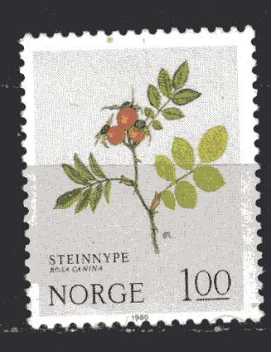 NORVEGE 1980 PLANTE SAUVAGE ROSIER DES CHIENS OBLITERE