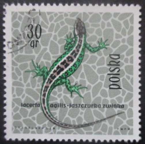 POLOGNE N°1259 Lézard oblitéré