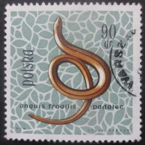 POLOGNE N°1263 Orvet oblitéré