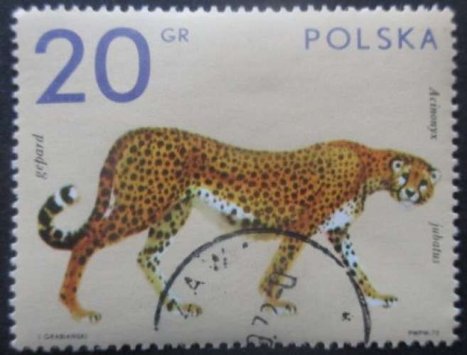 POLOGNE N°2007 Guépard oblitéré