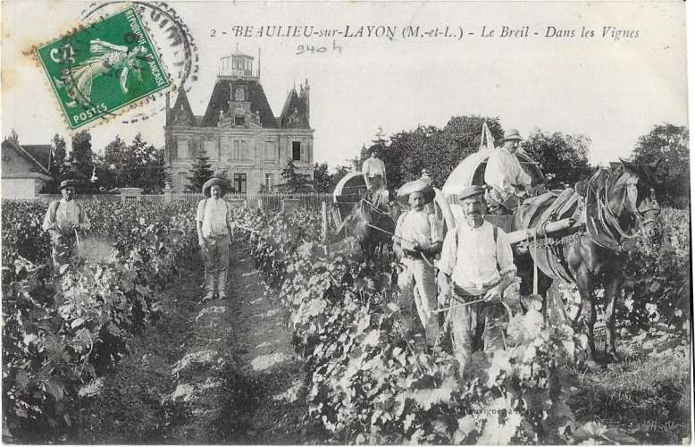 BEAULIEU sur LAYON: le Breil - dans les vignes - 2