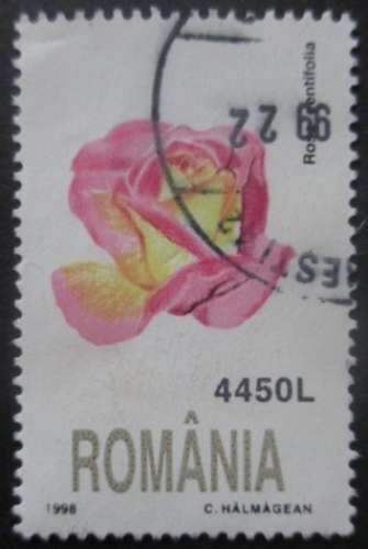 ROUMANIE N°4482 Rose oblitéré 