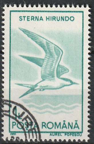 Timbre oblitéré n° 3922(Yvert) Roumanie 1991 - Oiseau, sterne pierregarin